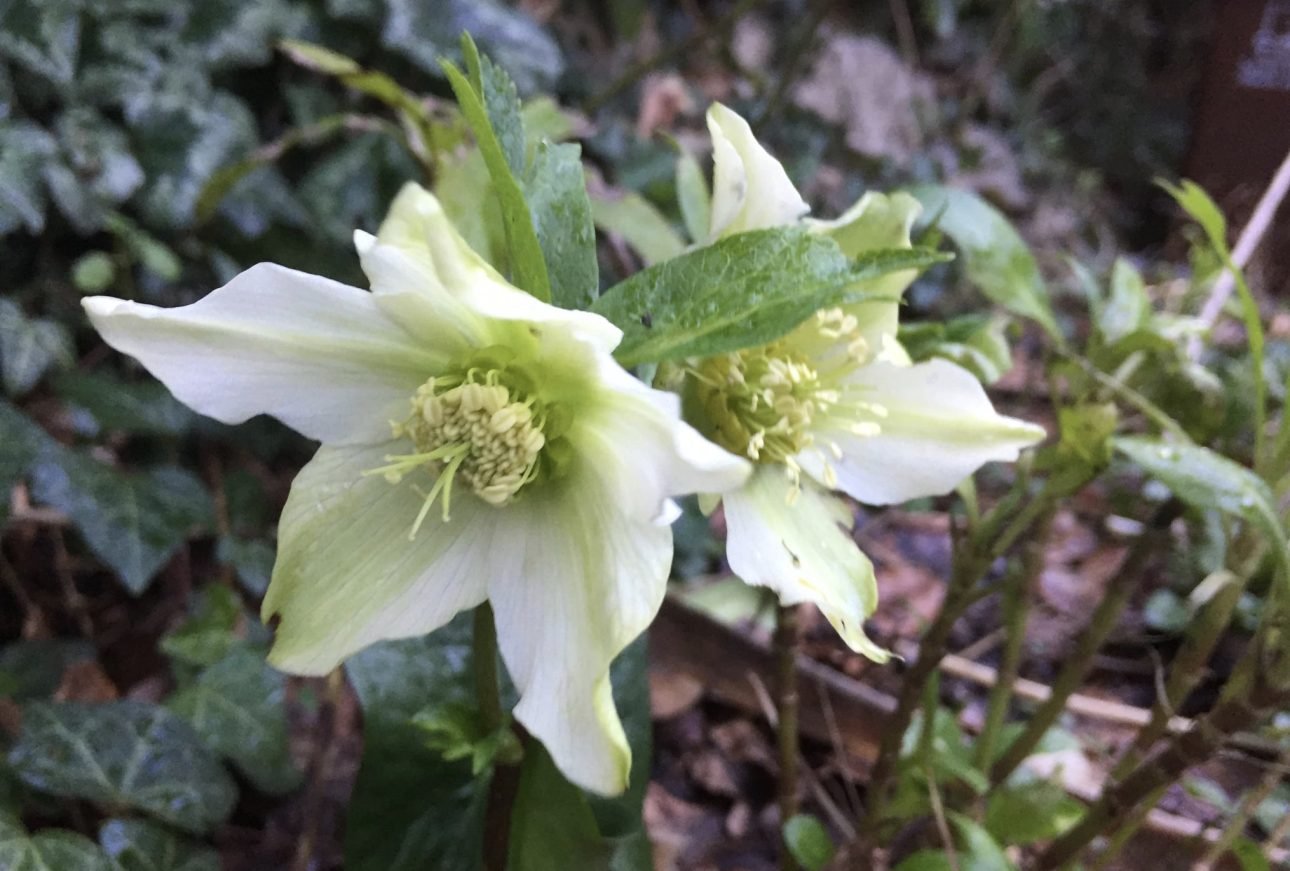 145944552_3803377636423235_8897174010311259707_o